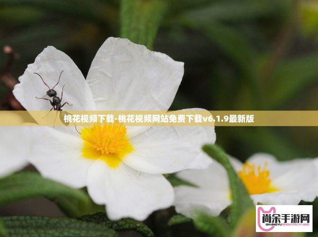 桃花视频下载-桃花视频网站免费下载v6.1.9最新版